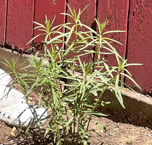Monarch on milkweed in California
