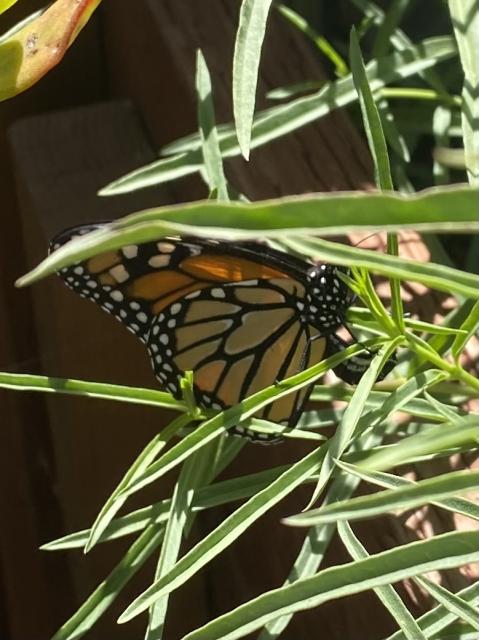 Monarch laying eggs in California