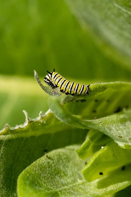 Monarch larva on milkweed