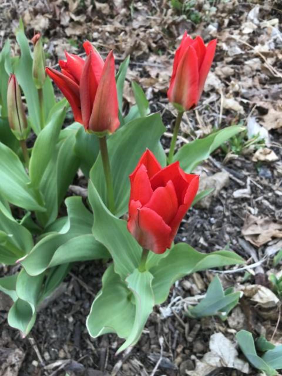 Tulips blooming in Ontario