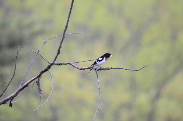 Rose-breasted Grosbeak