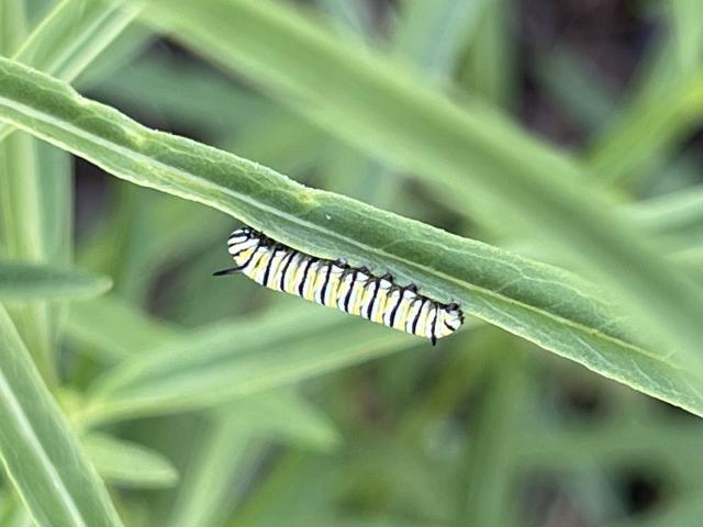 Monarch larva in California