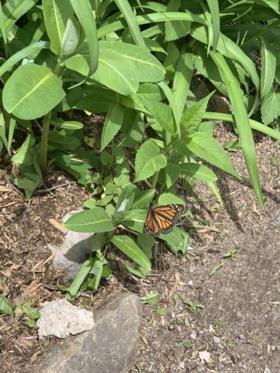 Monarch on milkweed in Ontario