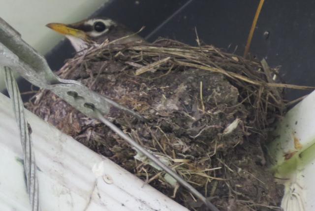 American robin on nest