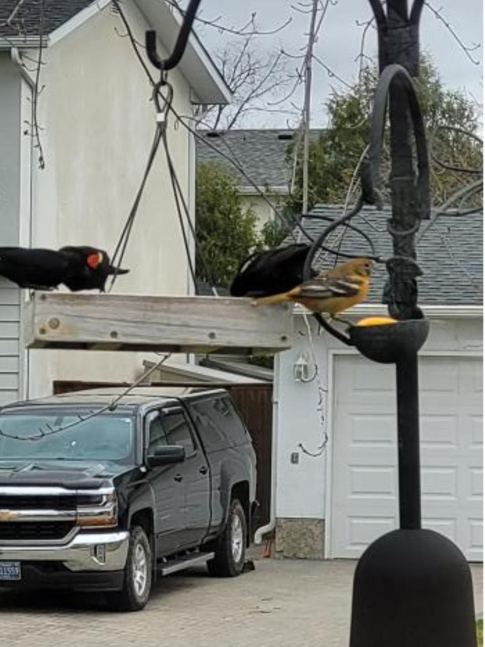 Red-winged Blackbirds and Baltimore Oriole 