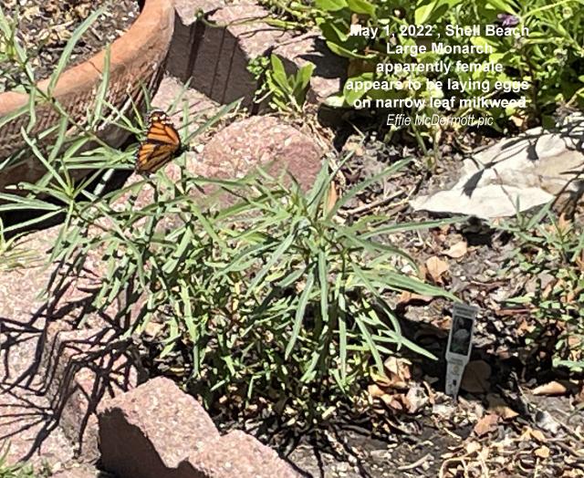 Monarch butterfly in California