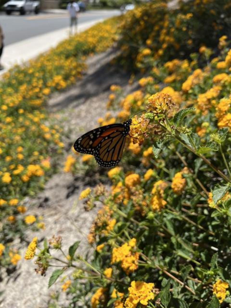 Monarch nectaring in California