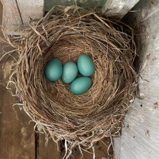 American Robin eggs