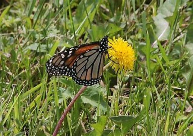 monarch nectaring on dandelion