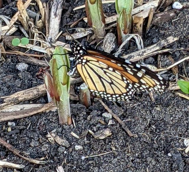 Monarch laying eggs in Minnesota