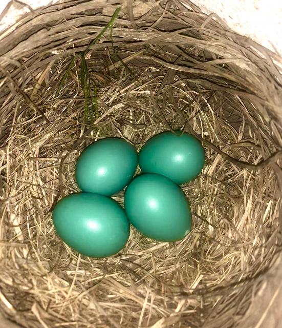 American Robin eggs 