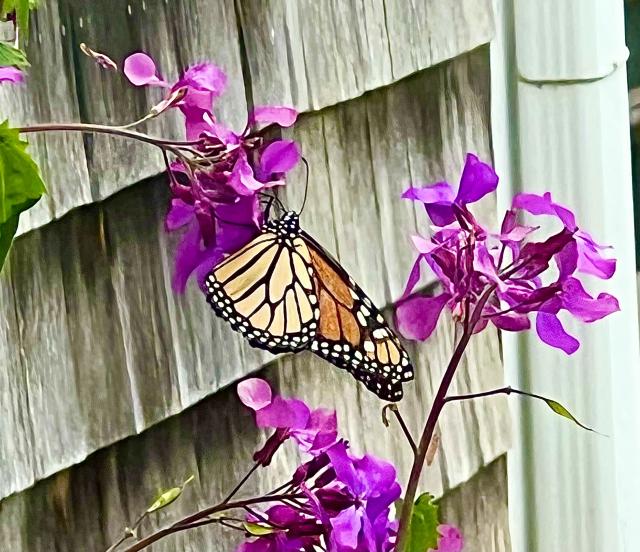 Monarch nectaring on Lunaria