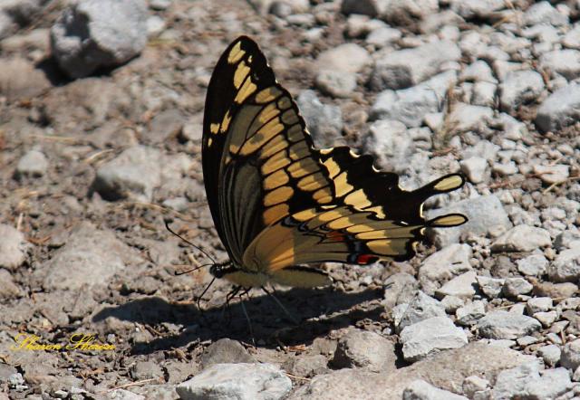 Tiger Swallowtail