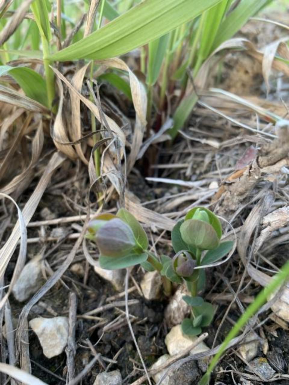 Milkweed emerging in Manitoba