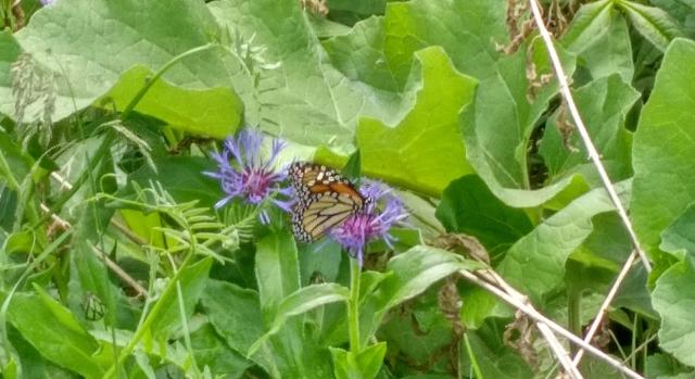 nectaring monarch