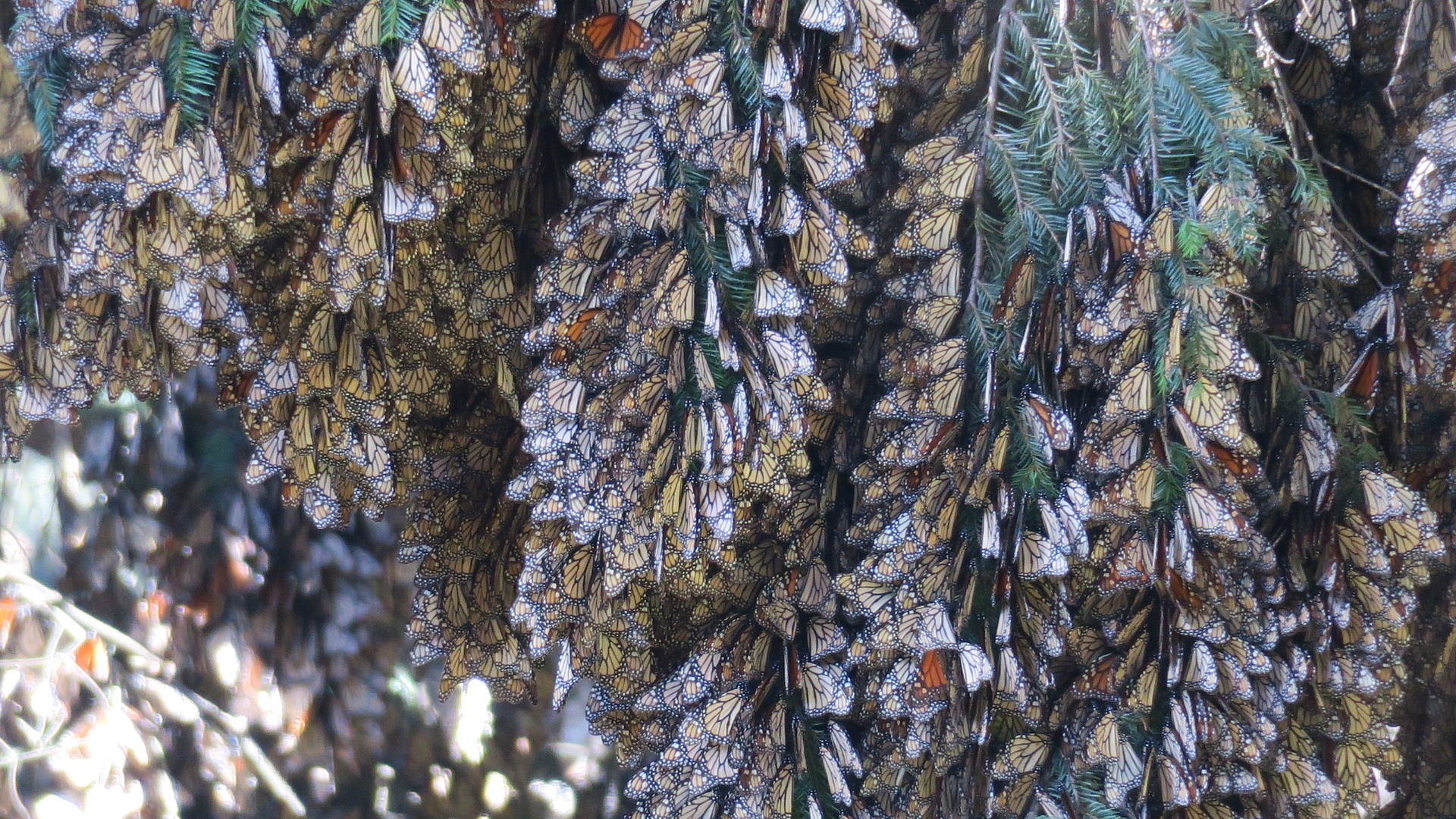 Clusters of monarchs in the Monarch Butterfly Biosphere Reserve