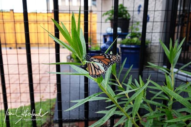 Monarch on milkweed in Winnipeg