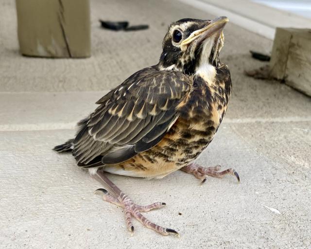 American Robin fledgling