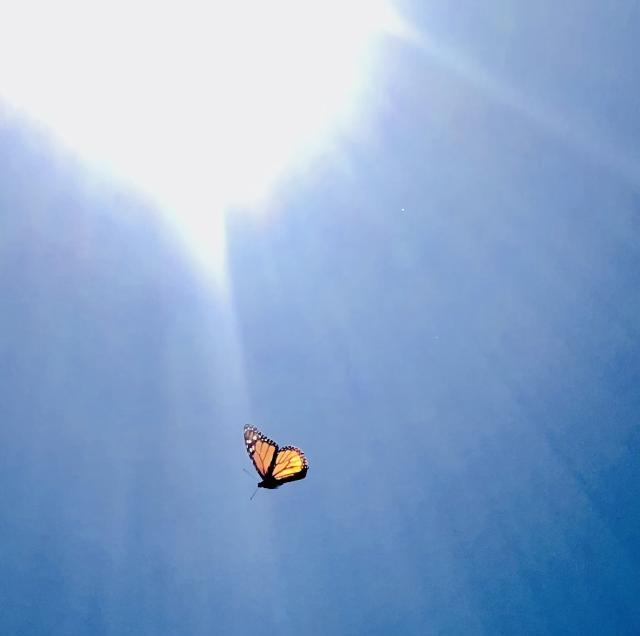 Monarch flying in Utah
