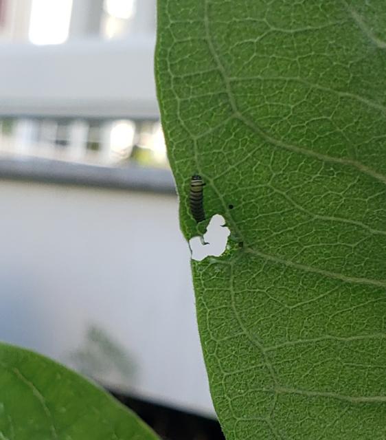 Larva on milkweed 