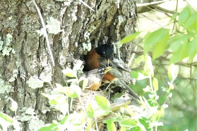 American Robins at nest