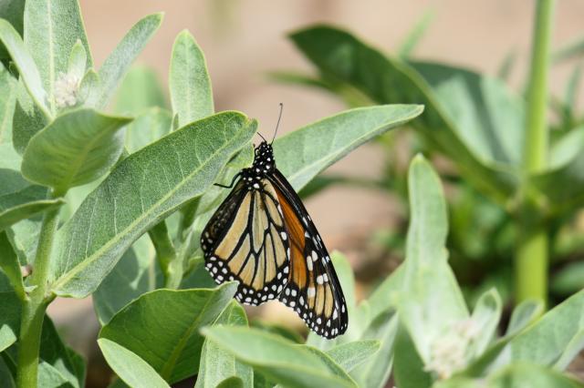 Monarch on showy milkweed in Oregon