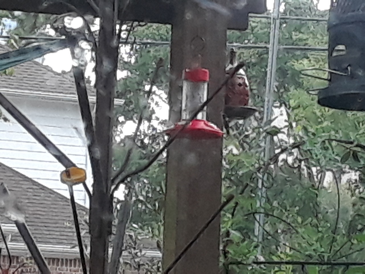 rainy day at the hummingbird feeder