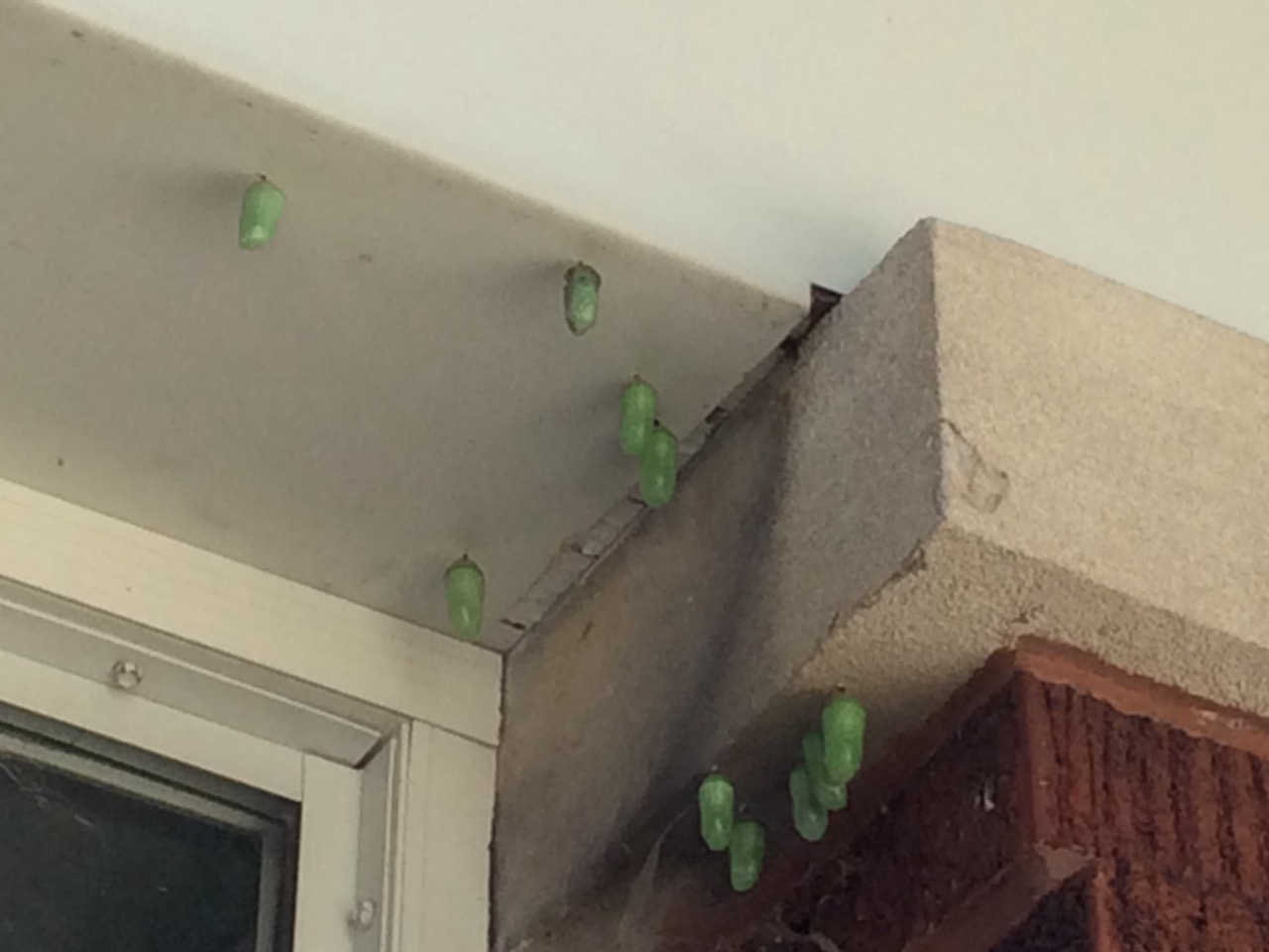 many monarch chrysalises reported from IL observer hanging from cement side of house