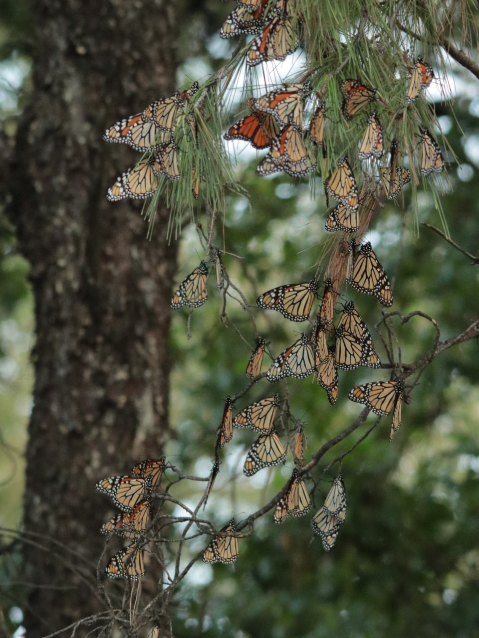 Monarch roost in Mexico 