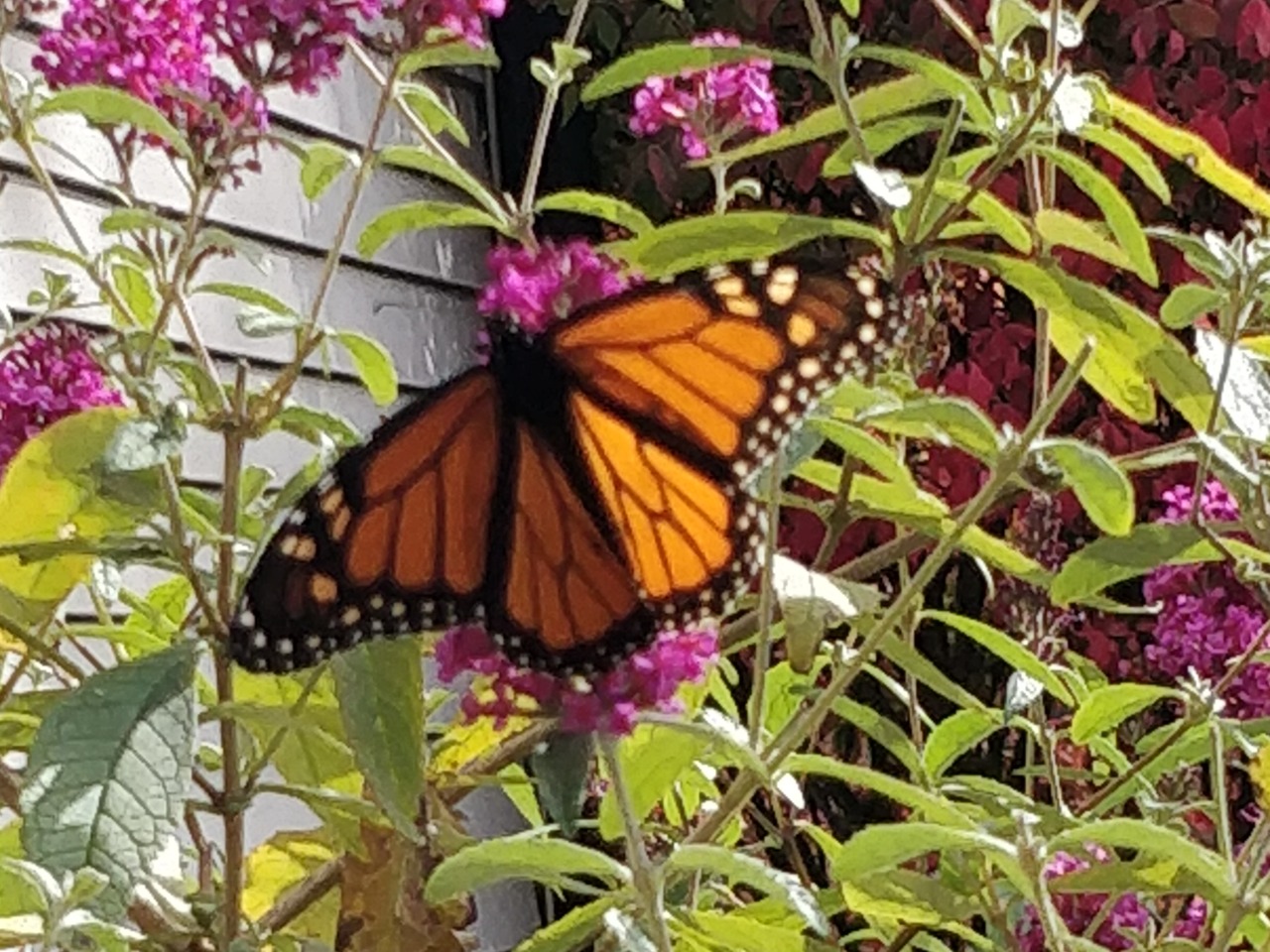 Monarch Butterfly in Ohio 