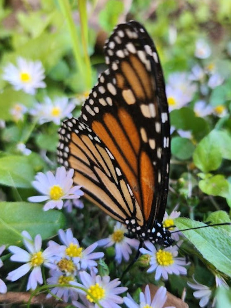 Monarch nectaring in Texas