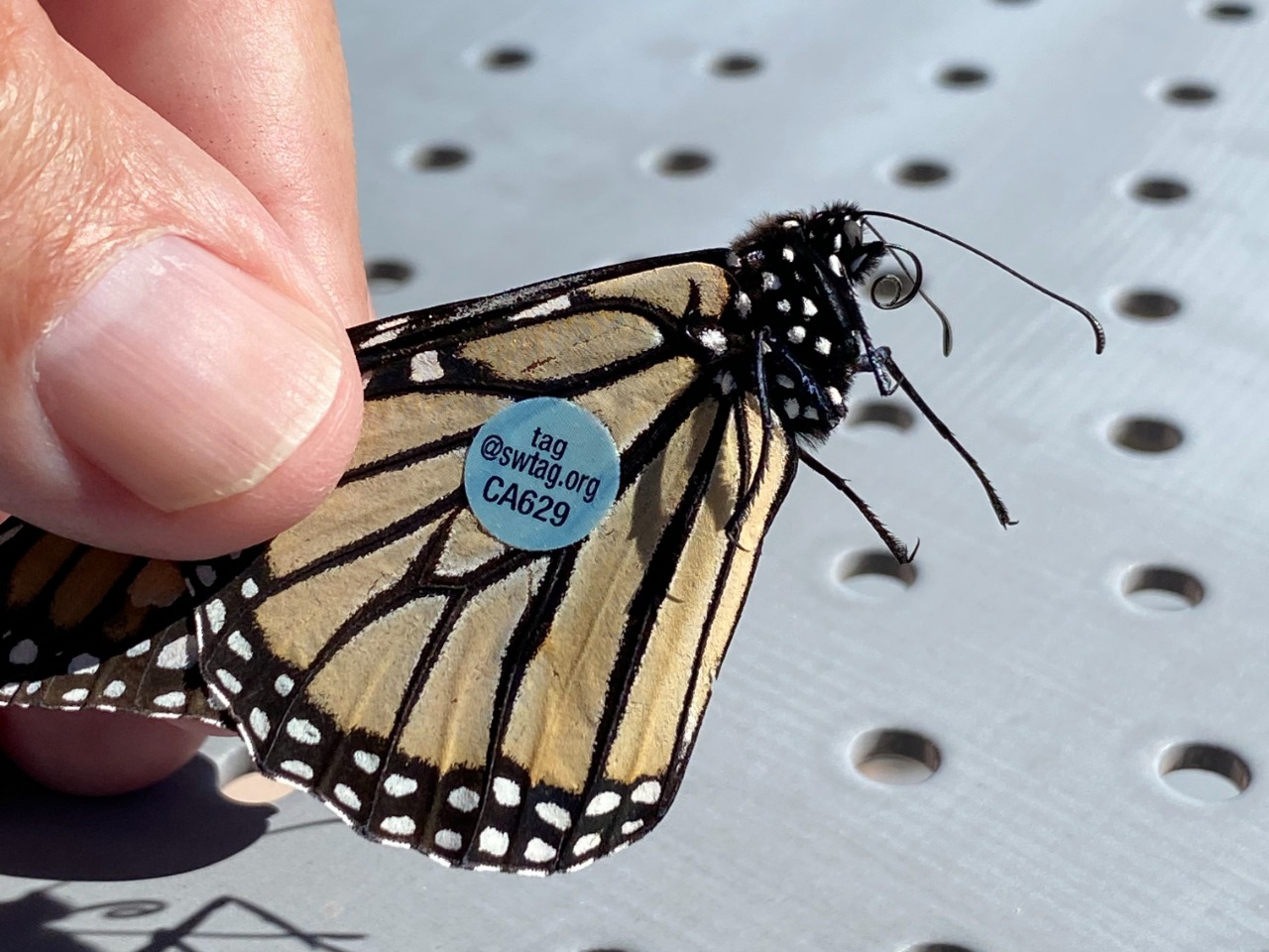 Tagged monarch in Arizona