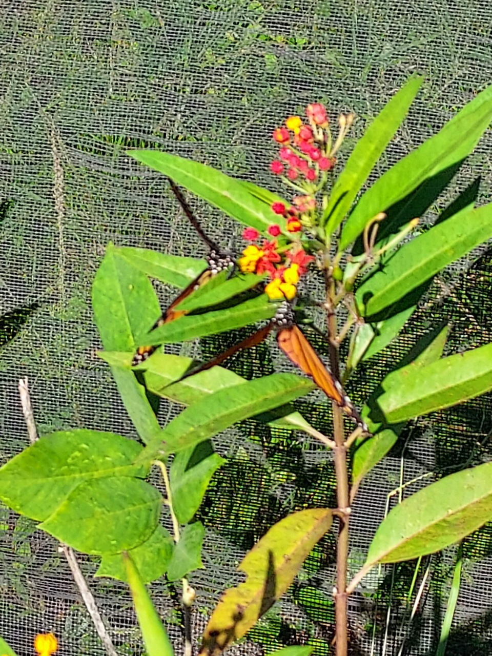 monarch on Aesclepias currasavica at the Key West Botanical Garden