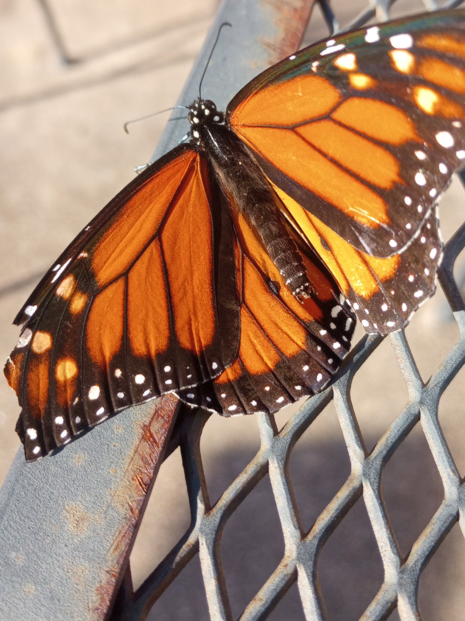 monarch on a fence post