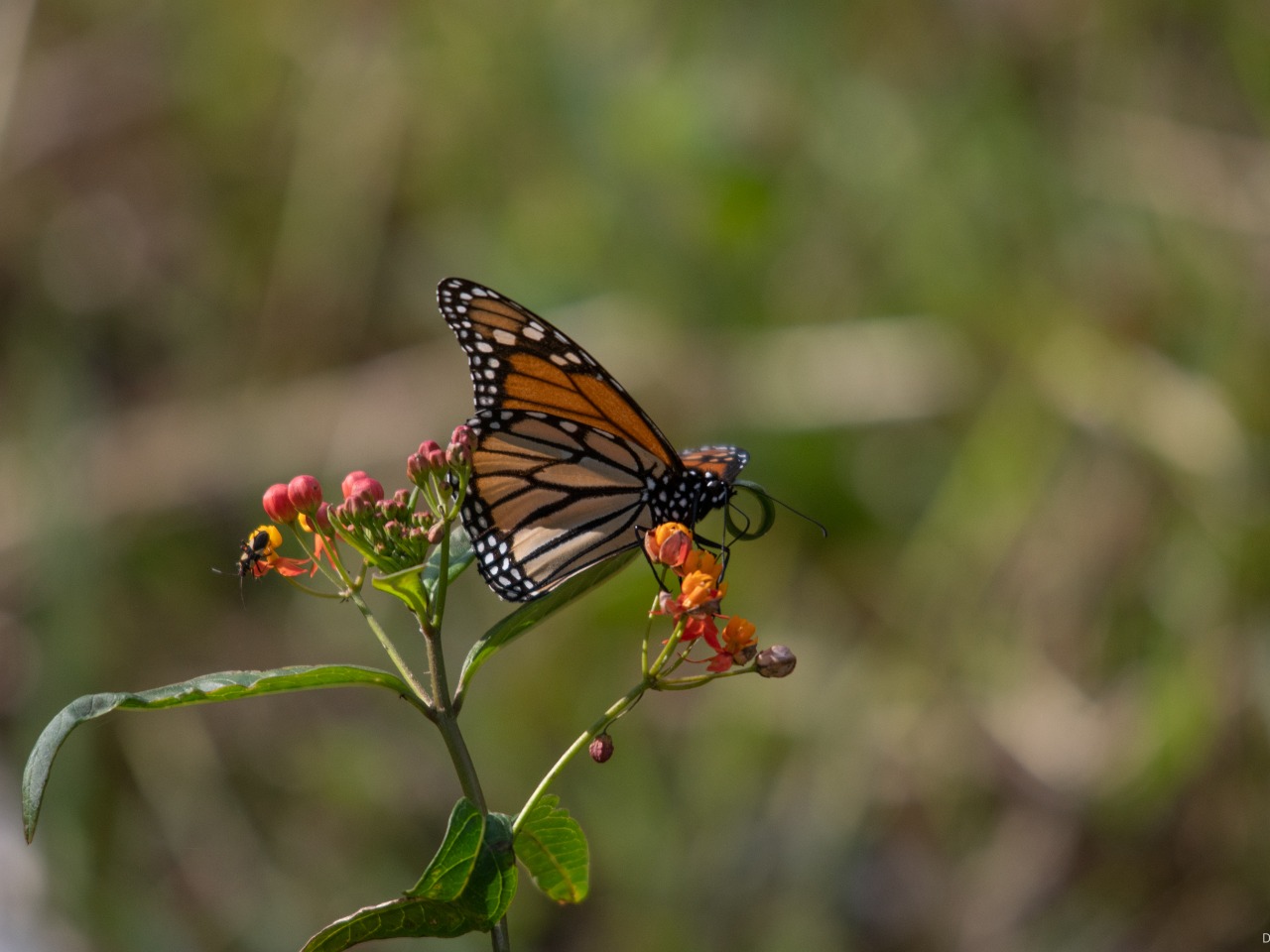 monarch feeding on tropical milkweed