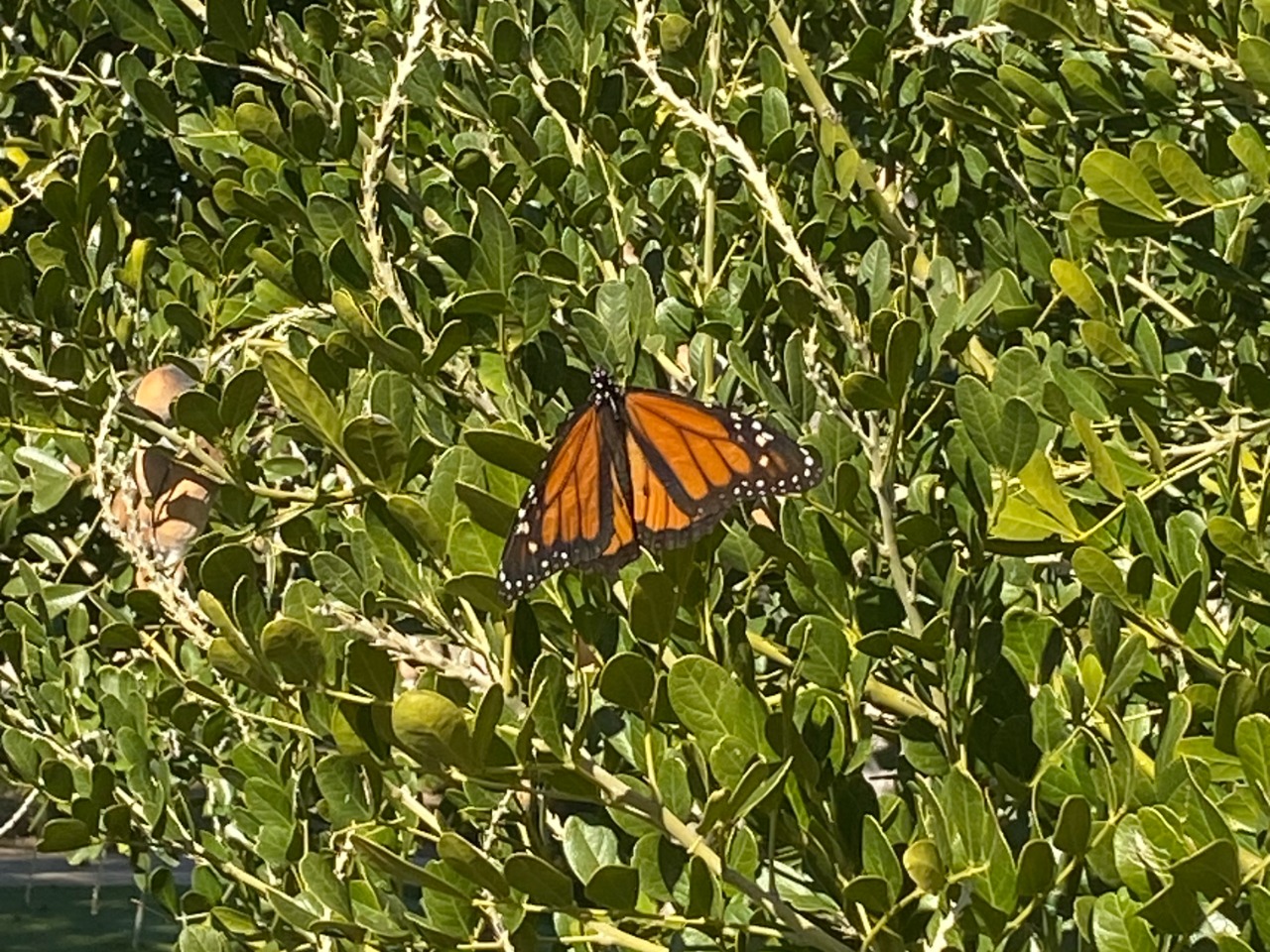 monarch in a tree in Arizona