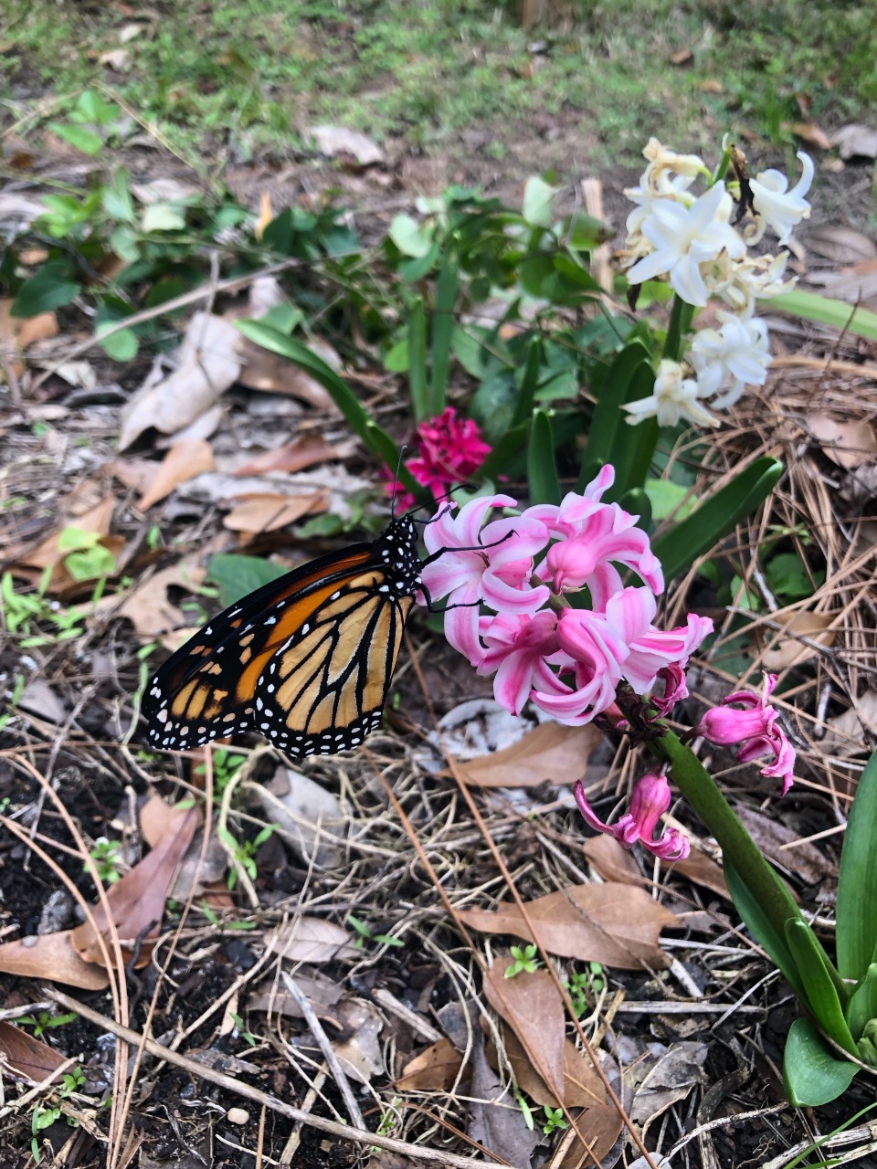 monarch on a hyacinth flower