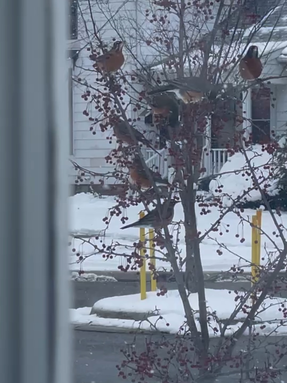 robins seen through window on crabapple tree on snowy day
