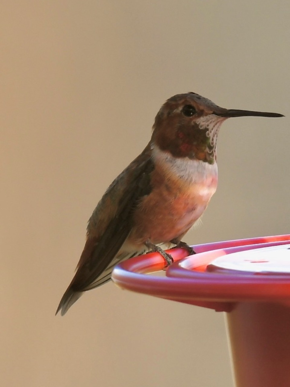 Rufous hummingbird perched on feeder