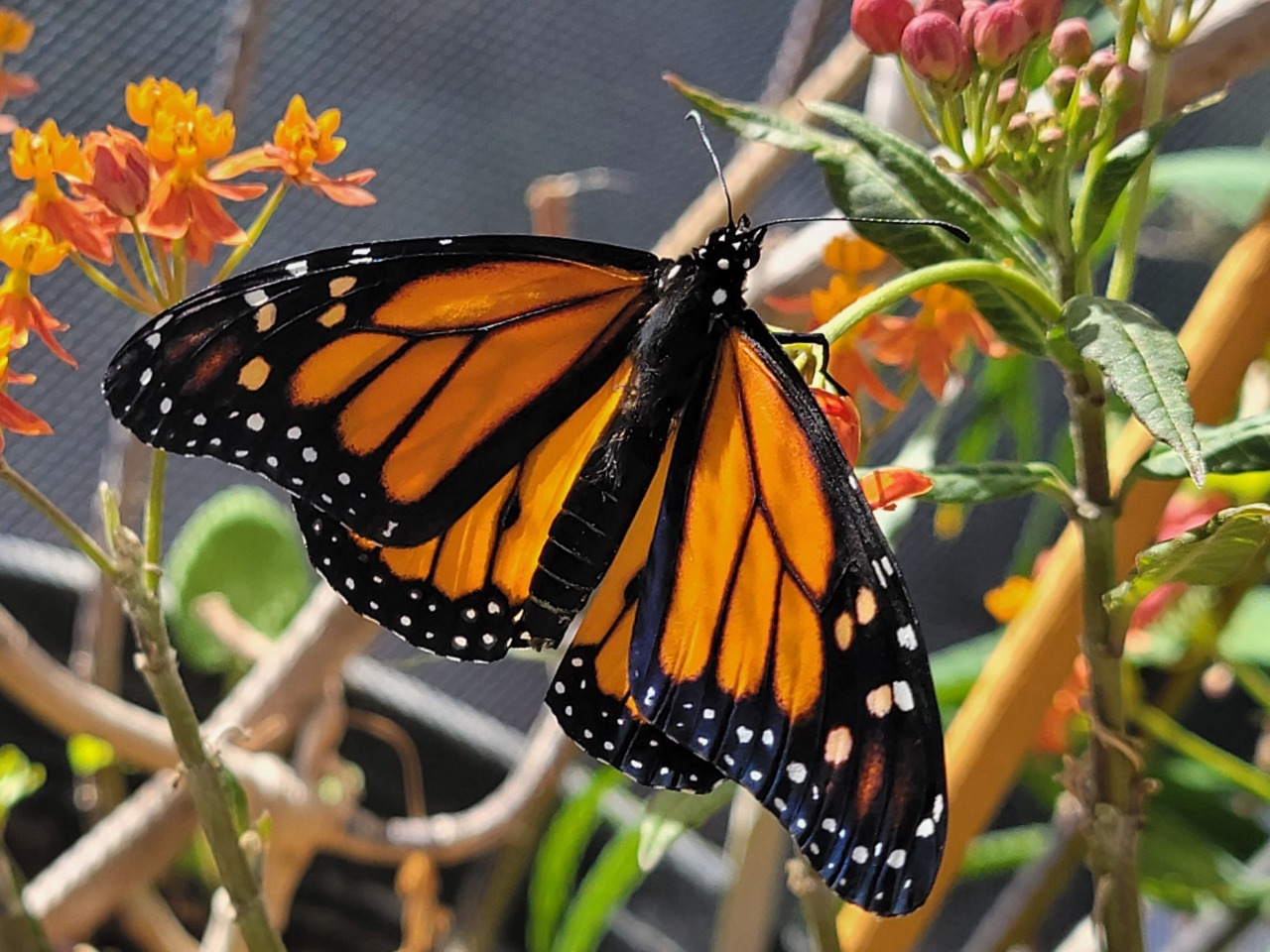 monarch on tropical milkweed