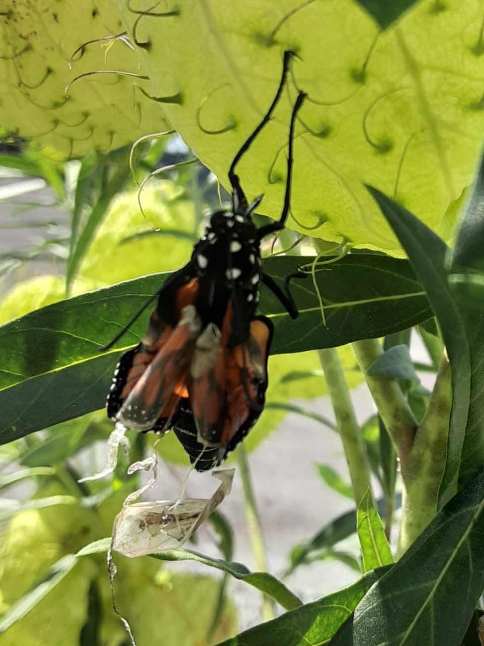 monarch eclosing 