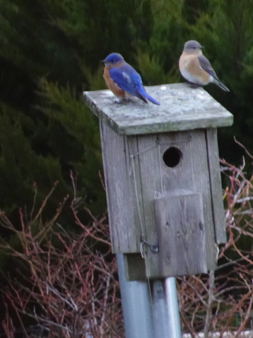 Two Bluebirds on top of a birdhouse