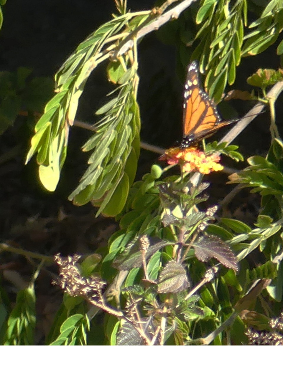 monarch on a branch