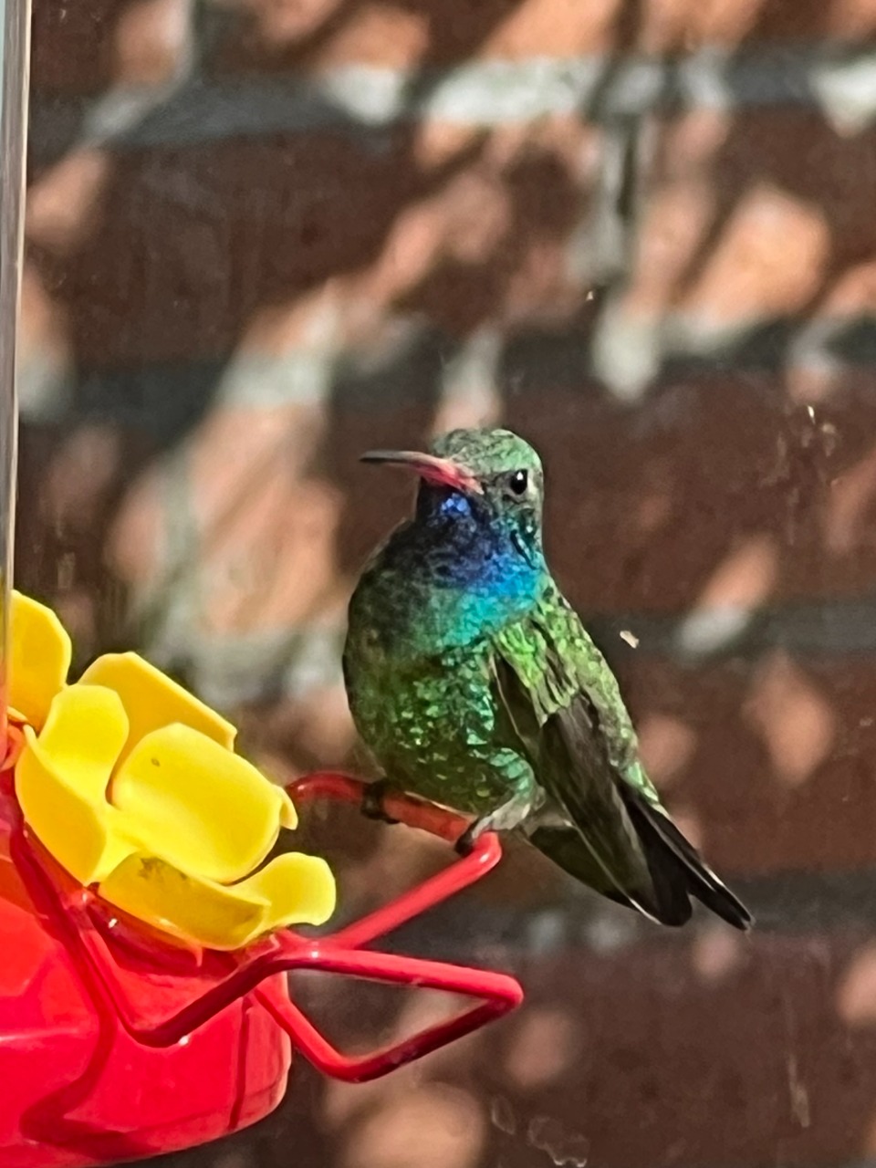 broadbilled hummingbird at bird feeder 