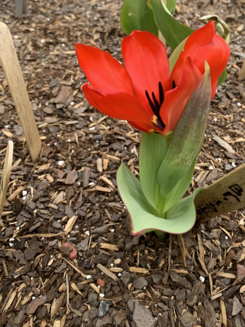 Red tulip blooming from ground