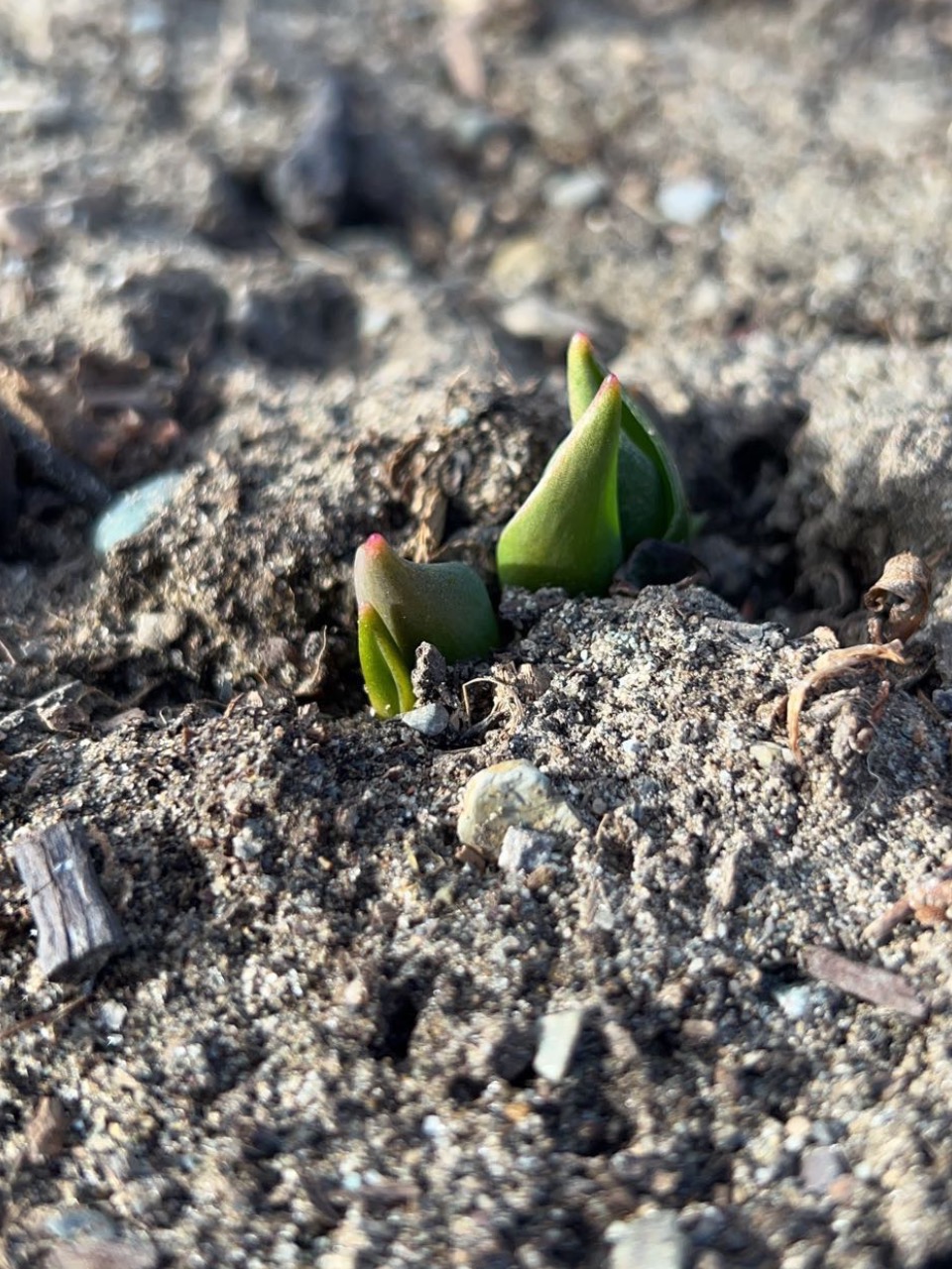 Tulip green emergence from soil