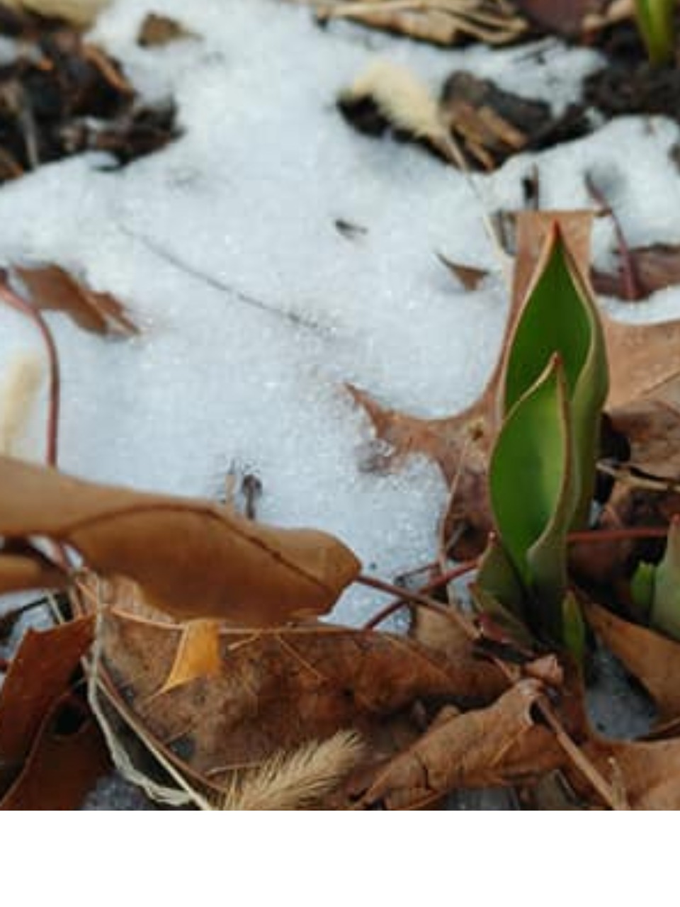 Tulip green emergence through snow