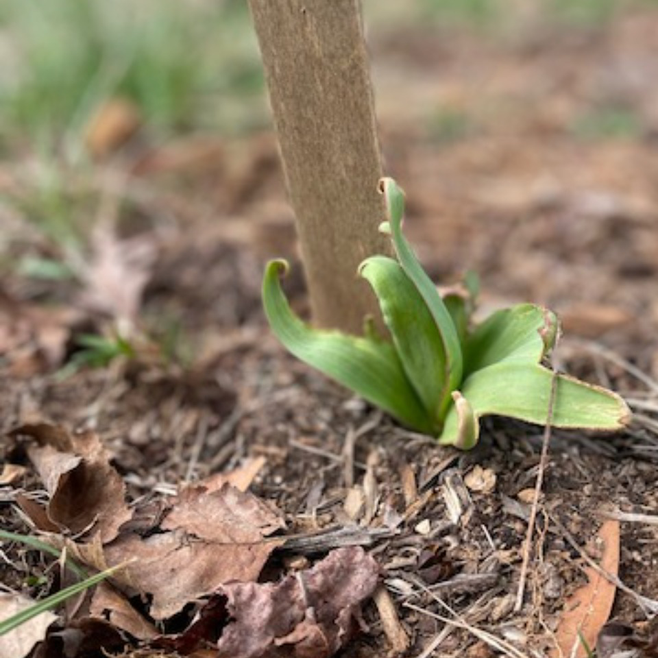 Tulip green emergence from soil next to stick in ground
