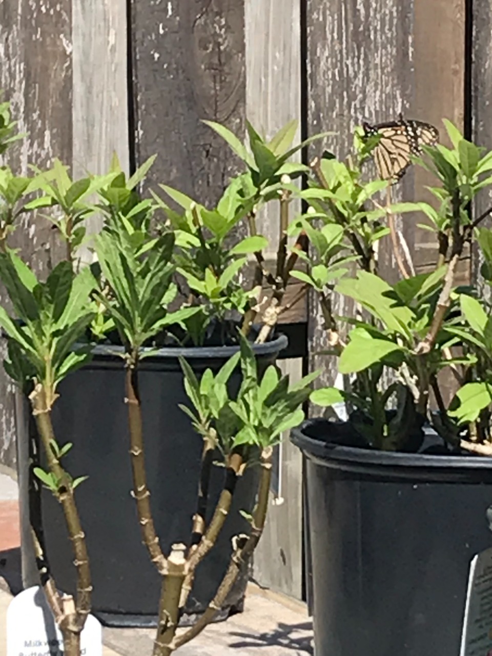 monarch seen near potted plants