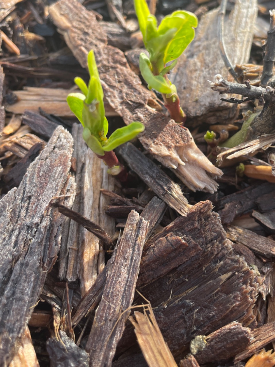 a few sprout of milkweed emerging in woodchips